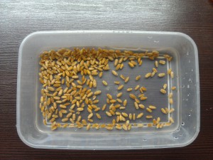 Пшеница для проращивания в домашних условиях. Заливаем пшеницу водой на 8 часов