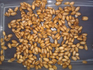 Пшеница для проращивания в домашних условиях. Набухшая пшеница. Некоторые зерна лопнули из-за поврежденной оболочки.