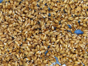 Пшеница для проращивания в домашних условиях. Пророщенная пшеница готовая к употреблению.